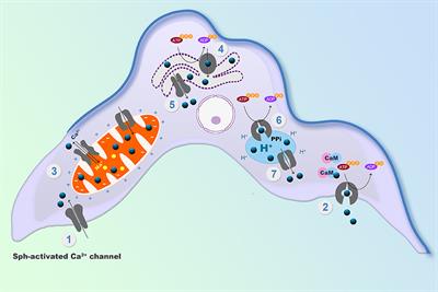 Disruption of Intracellular Calcium Homeostasis as a Therapeutic Target Against Trypanosoma cruzi